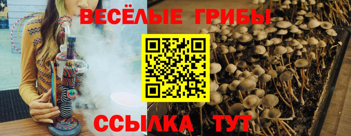 Железногорск  Галлюциногенные грибы Psilocybine cubensis  Вход с VPN 